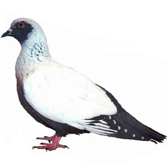 Danish Suabian Pigeon